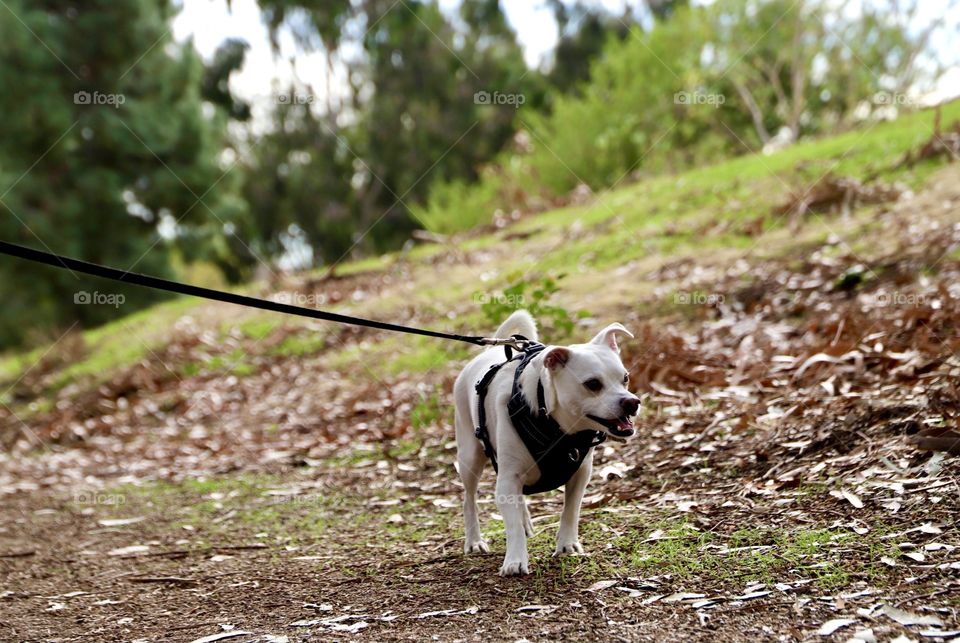Dog walking at a local park 