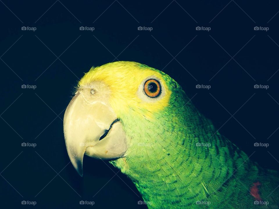 Parrot