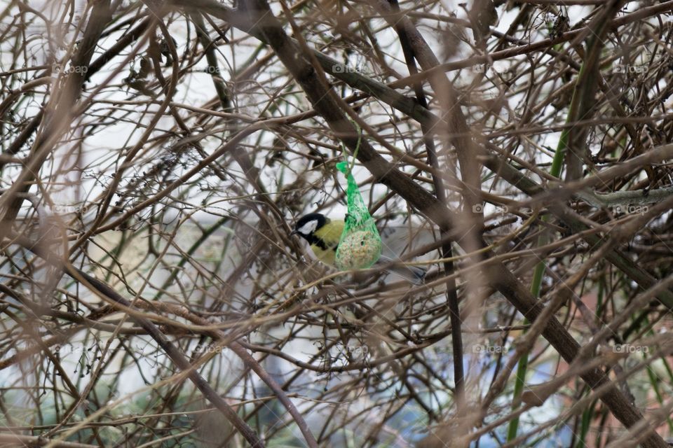 bird on feeder on tree