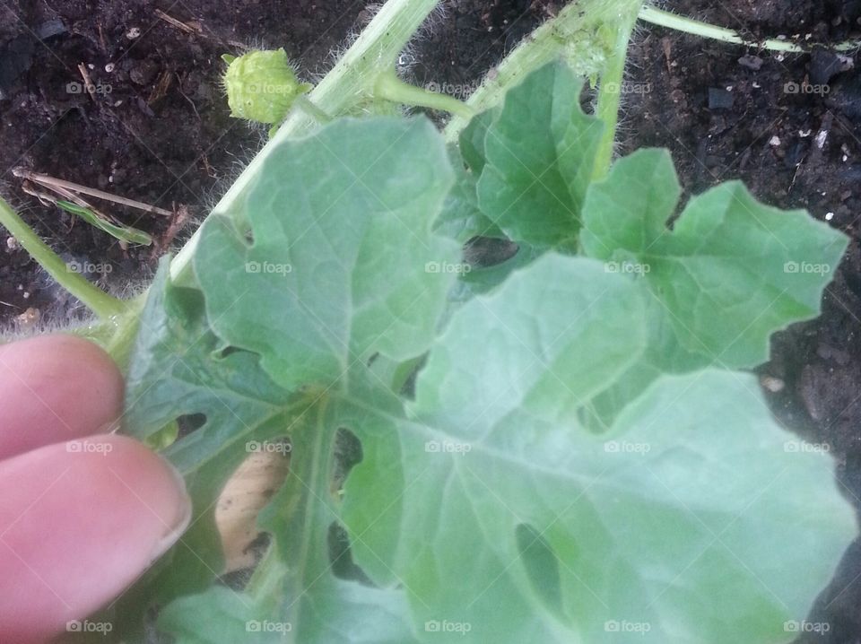 Watermelon in Progress