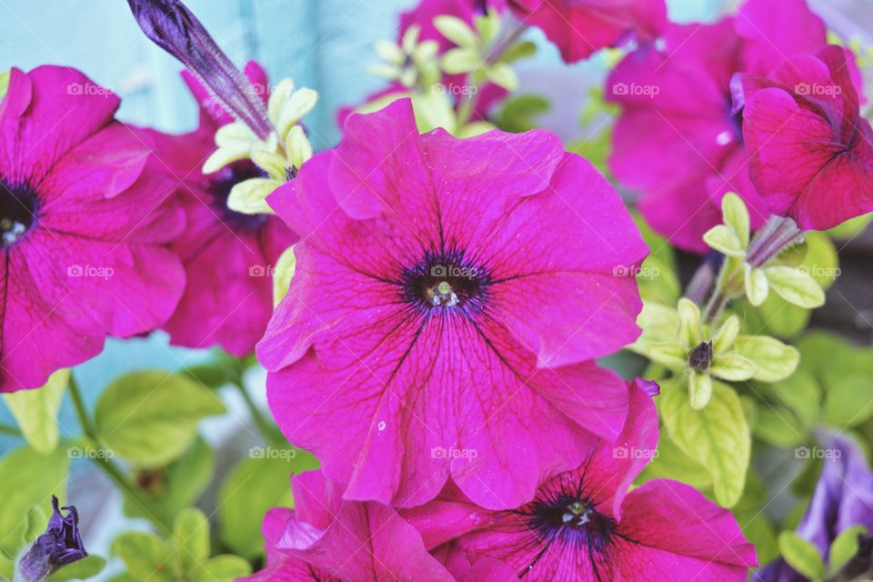 Garden flowers