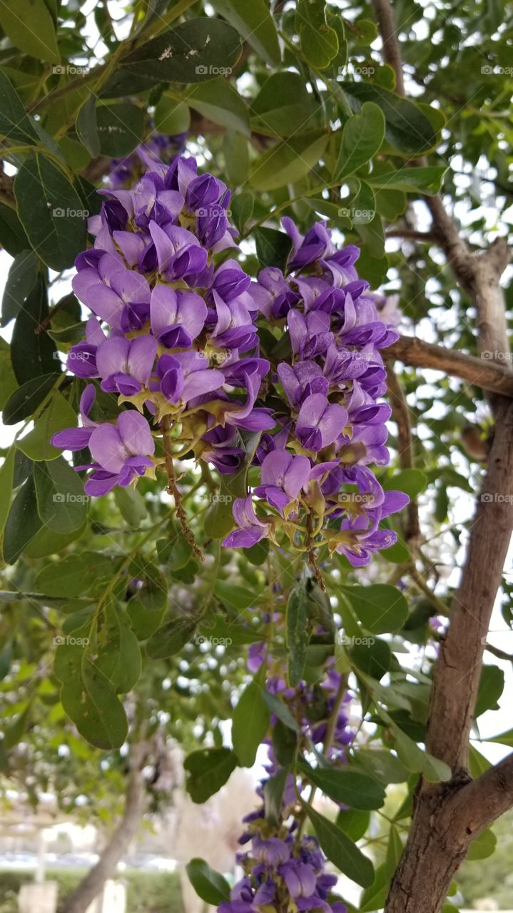 Texas mountain laurel