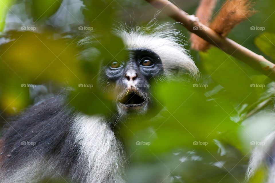 Red colobus monkey in the bush
