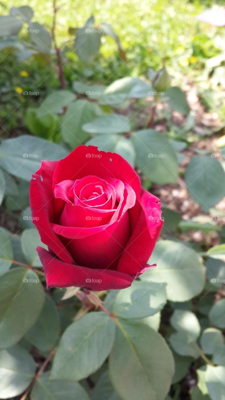 Rose and red and beatiful no person 