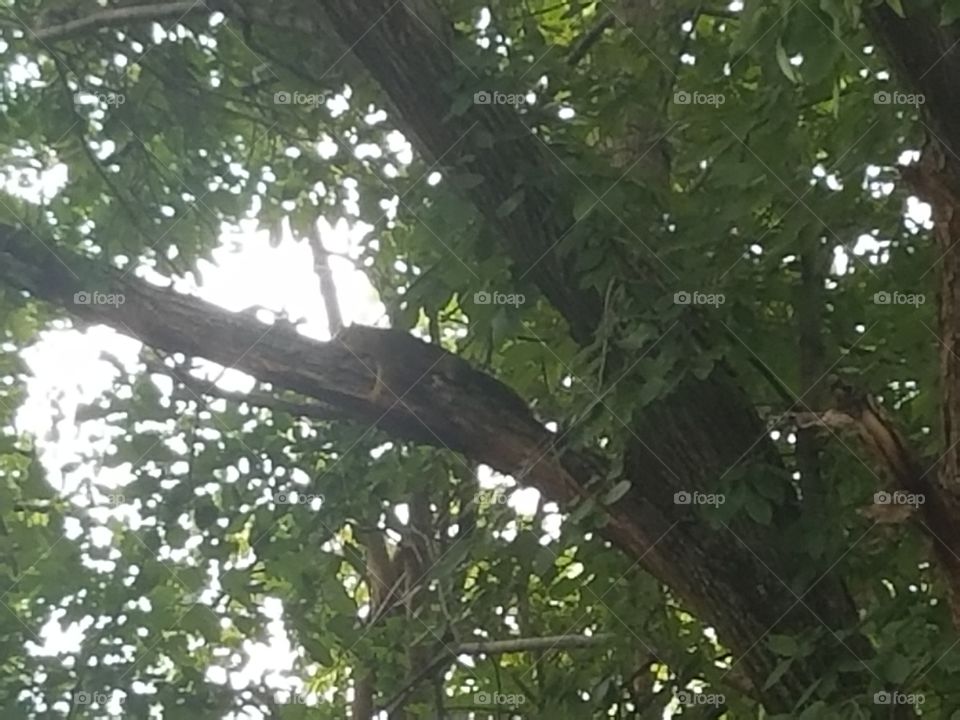 tree with lounging squirrel