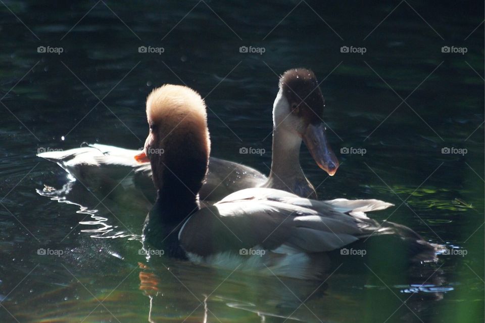 Pair of unique waterfowl
