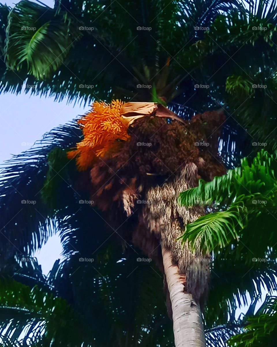 Palmeira multicolorida