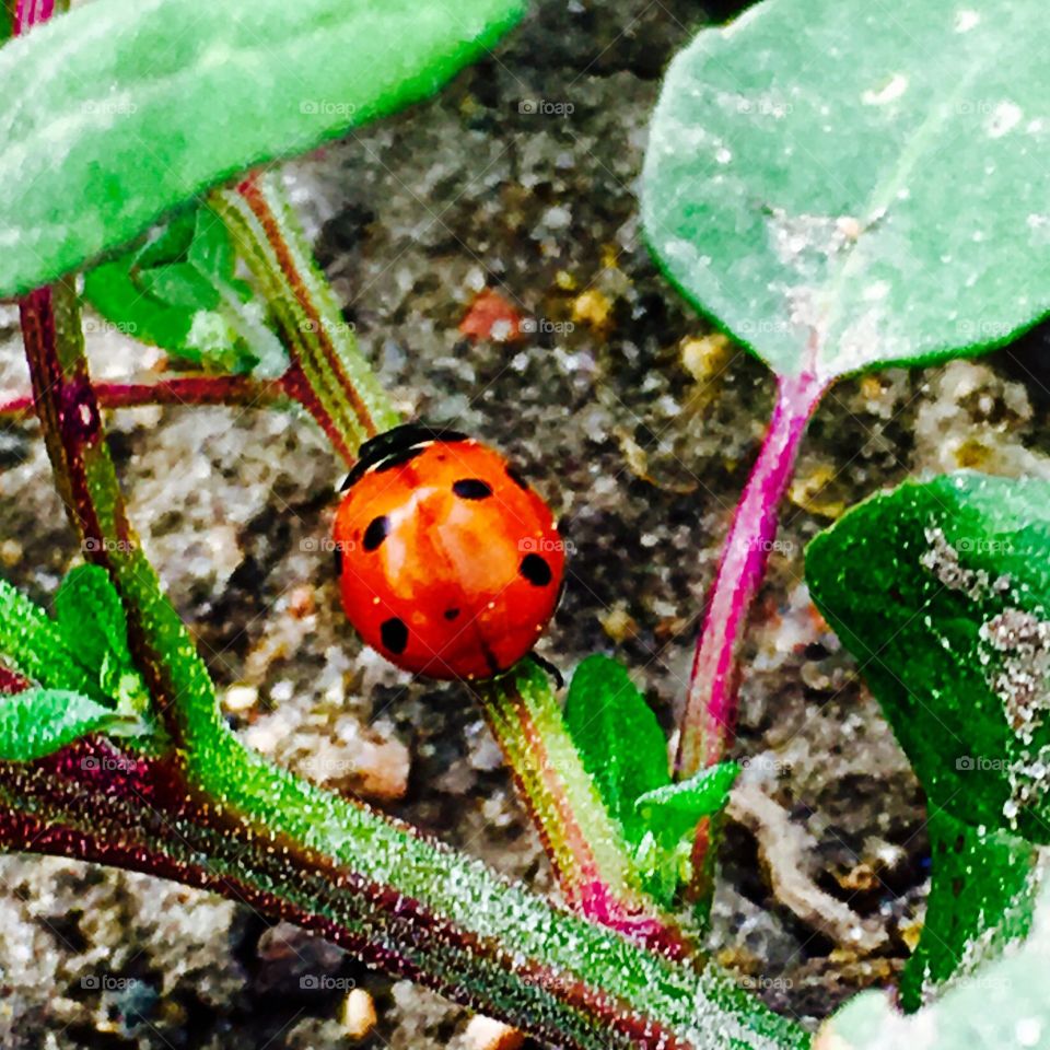 Ladybug