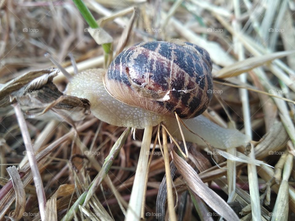Snail