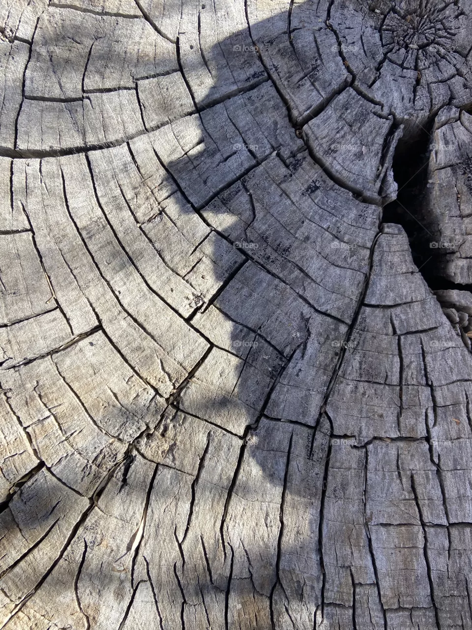 Log on a walk