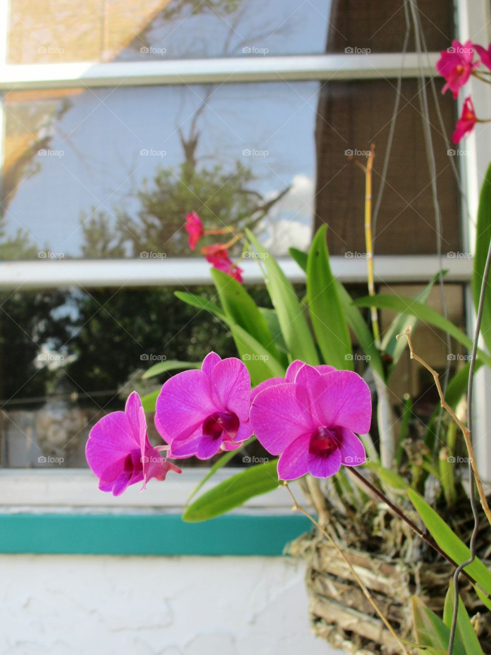 Close-up of pink flowers 