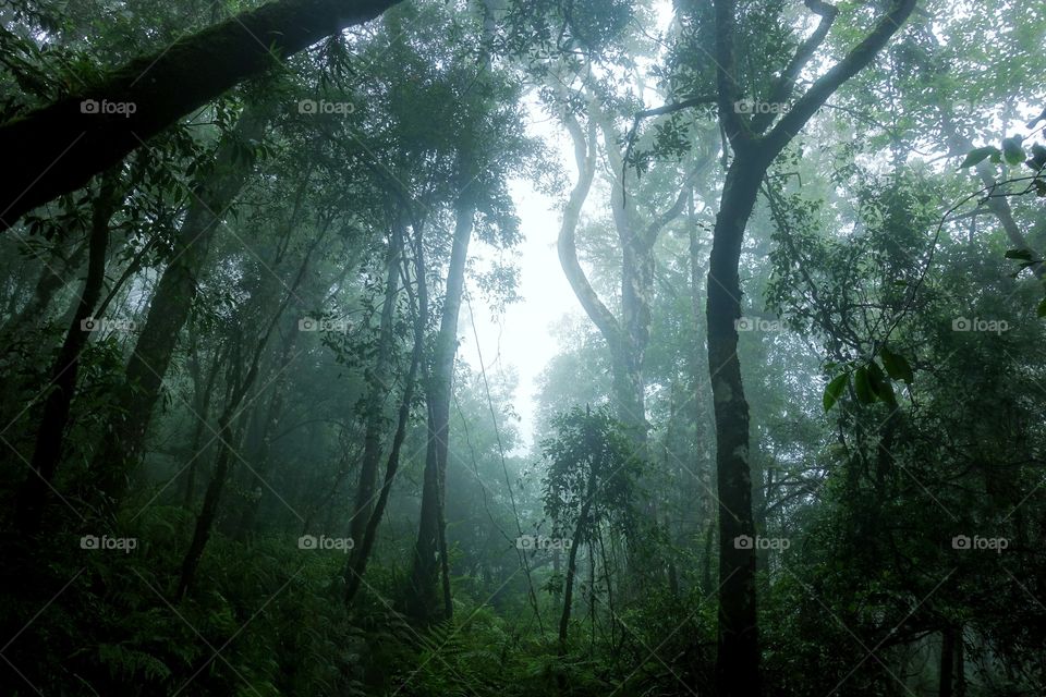 Rinjani national Park jungle