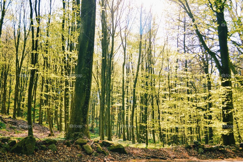 Wood, Tree, Nature, Landscape, Leaf