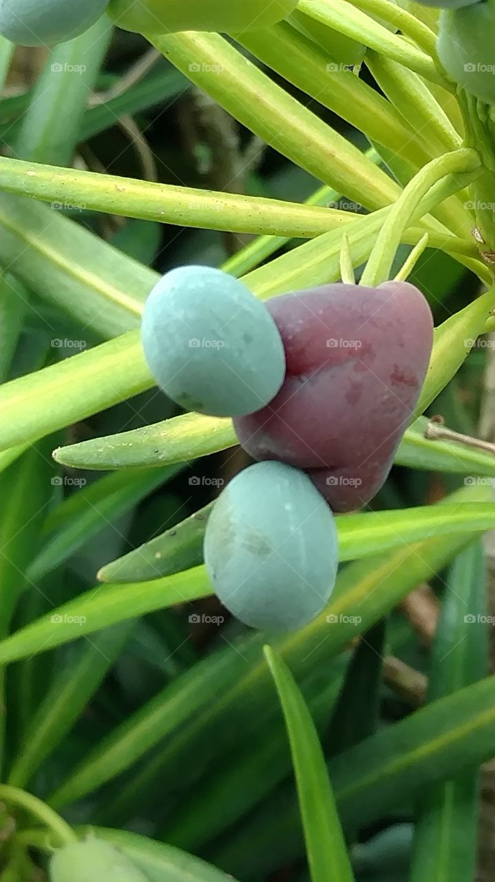 Podocarpus evergreen