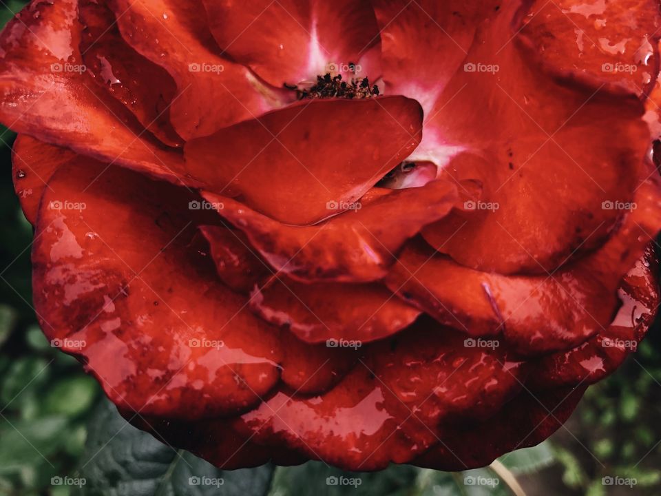 Closeup of beauty rose