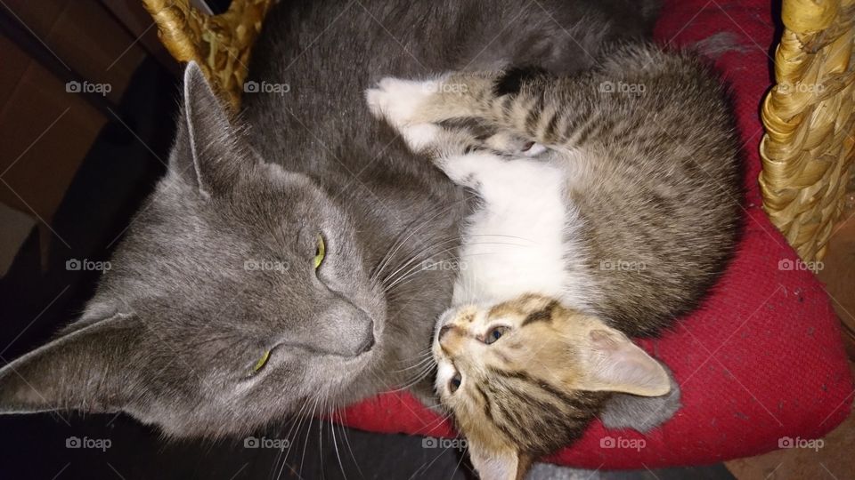 Baby cat with his mom