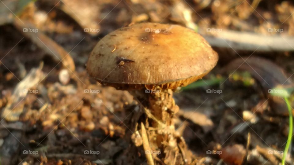 tiny mushroom