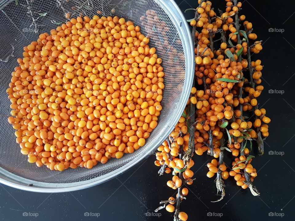 Buckthorn harvest, picked berries and berries on the branches