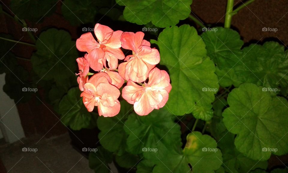 flower in the flower pot