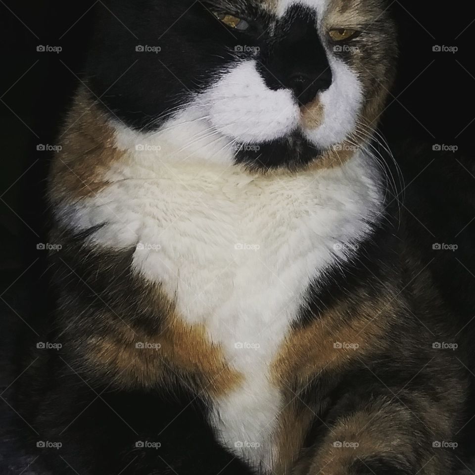 calico close-up