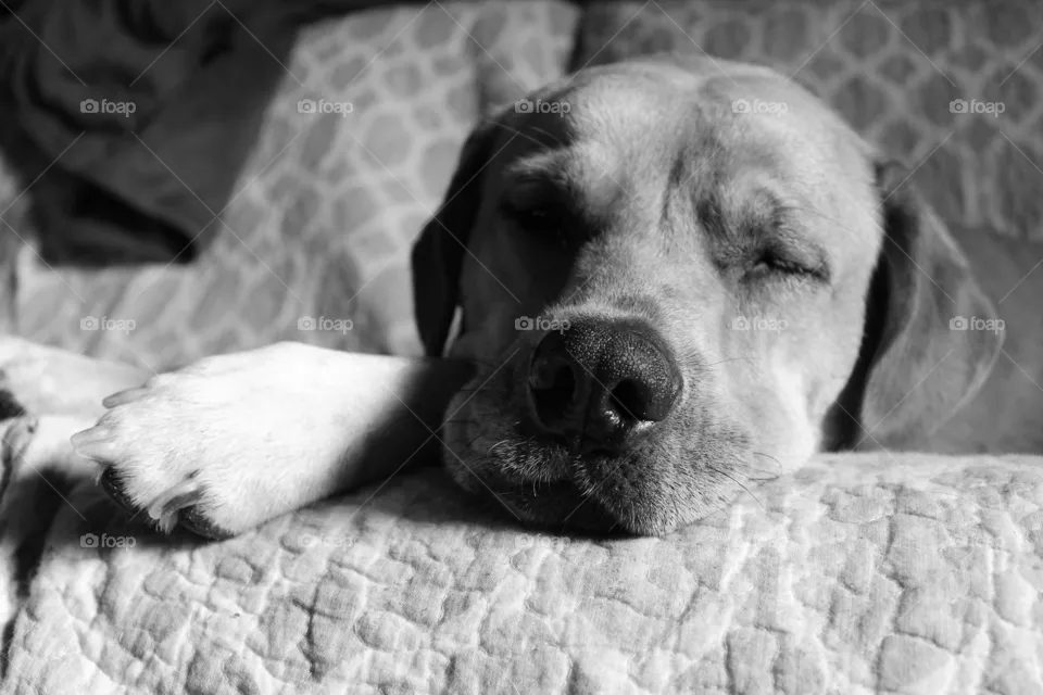 Zoey