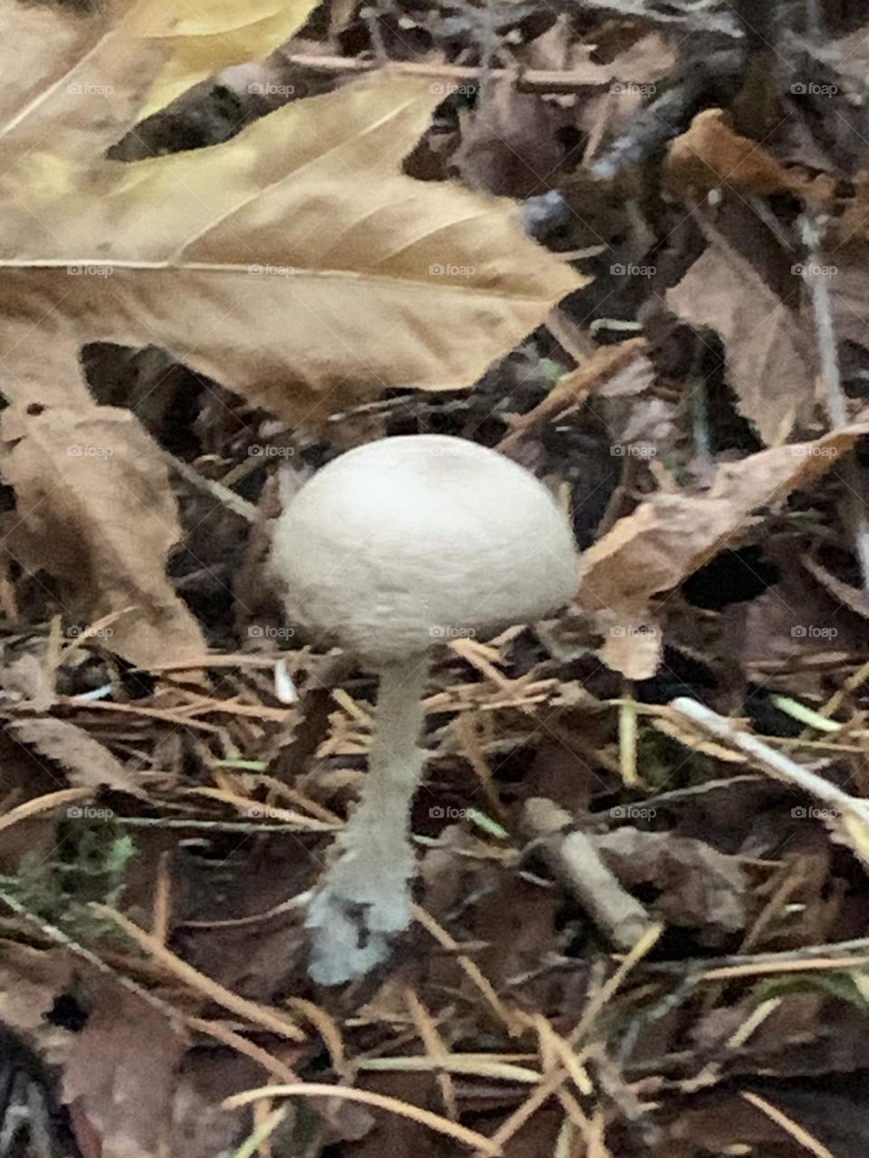 Lonely mushroom in the forest 