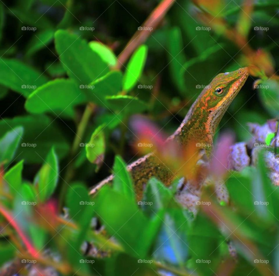 Curious Lizard 
