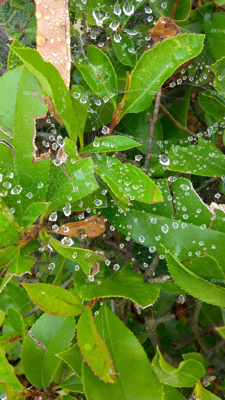 Morning Dew spider web