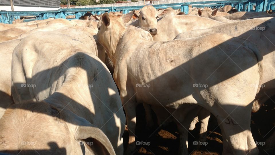 Bezerros no curral aguardando leilão.