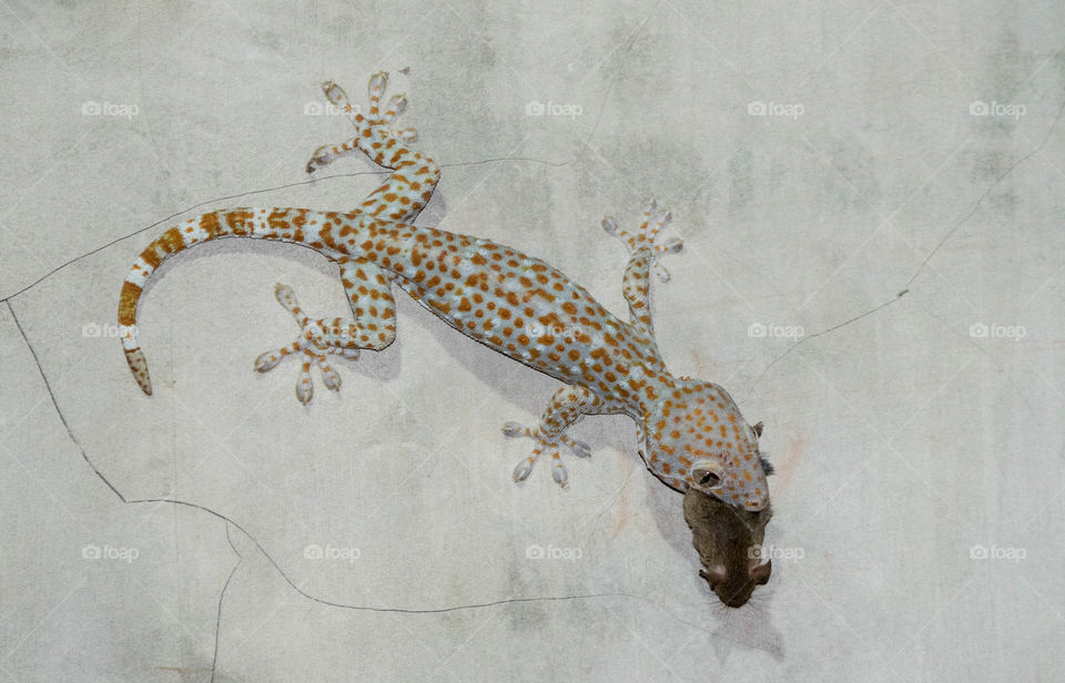mouse eating gecko