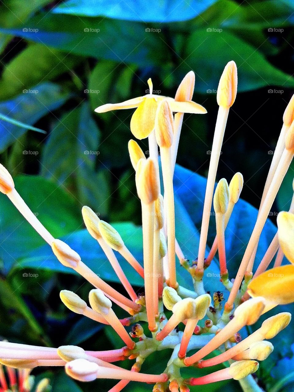 Flower buds.