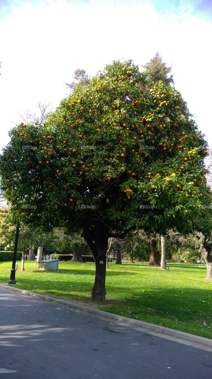Orange tree