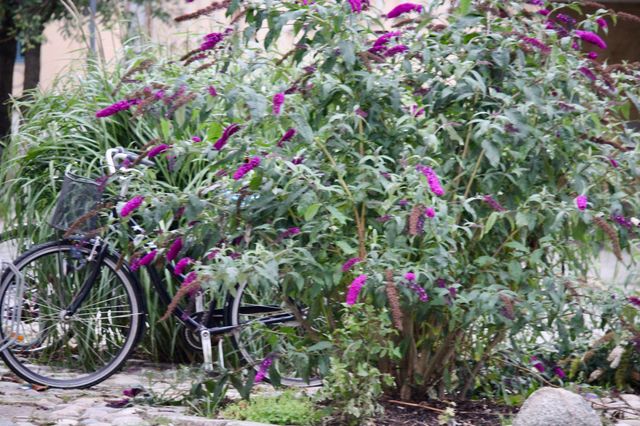 Flower, Flora, Garden, Nature, No Person