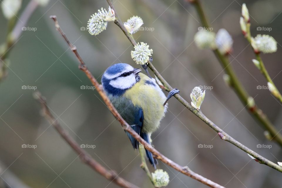 Blue Tit 