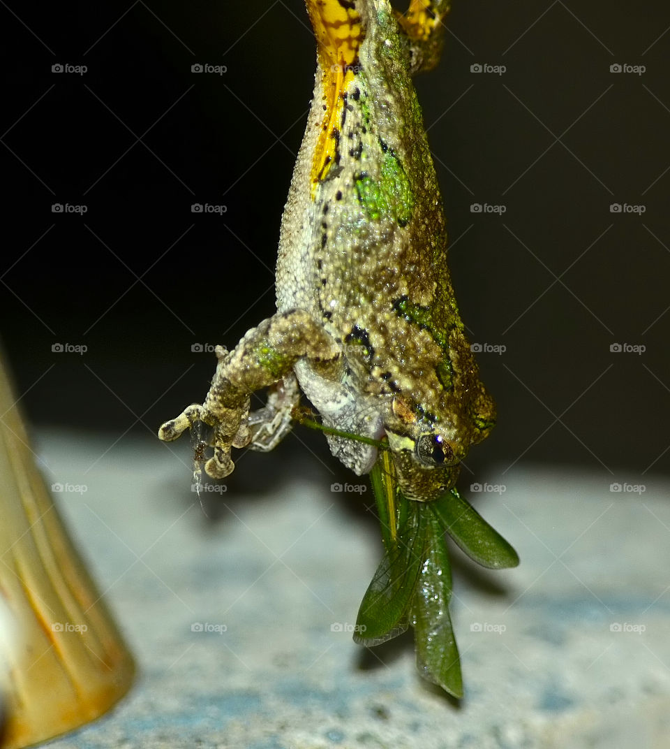 Frog eating grasshopper