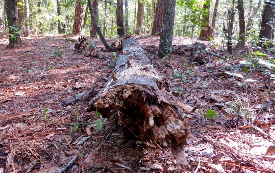 View of a fallen tree