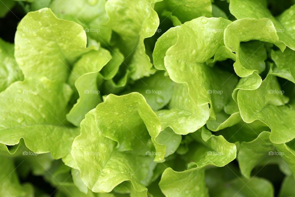 Freshly produced lettuce