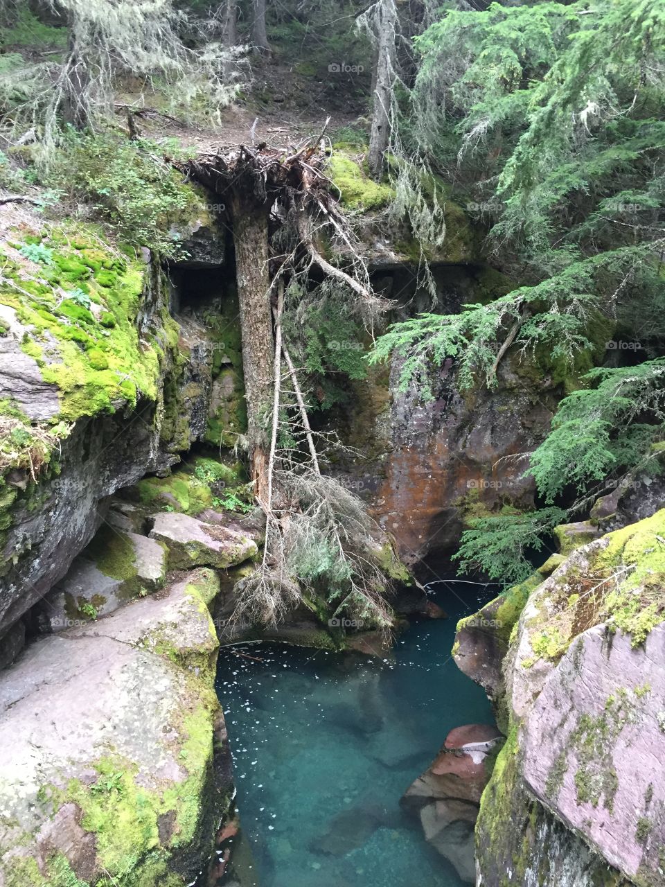 Fallen tree and water 