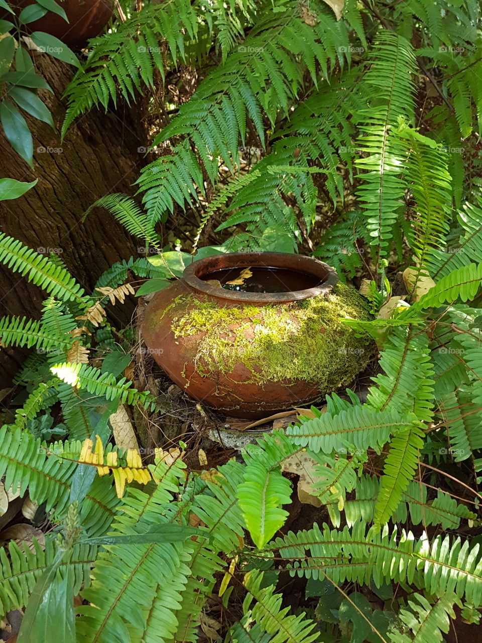 precious pot somewhere in the jungle