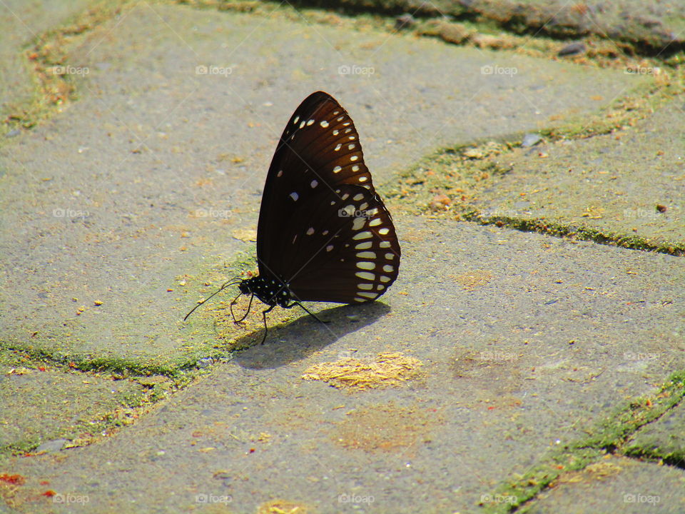 Beautiful butterfly Euploea core, the common crow is a common butterfly .Common Indian crow, and in Australia as the Australian crow.It belongs to the crows and tigers subfamily Danainae.