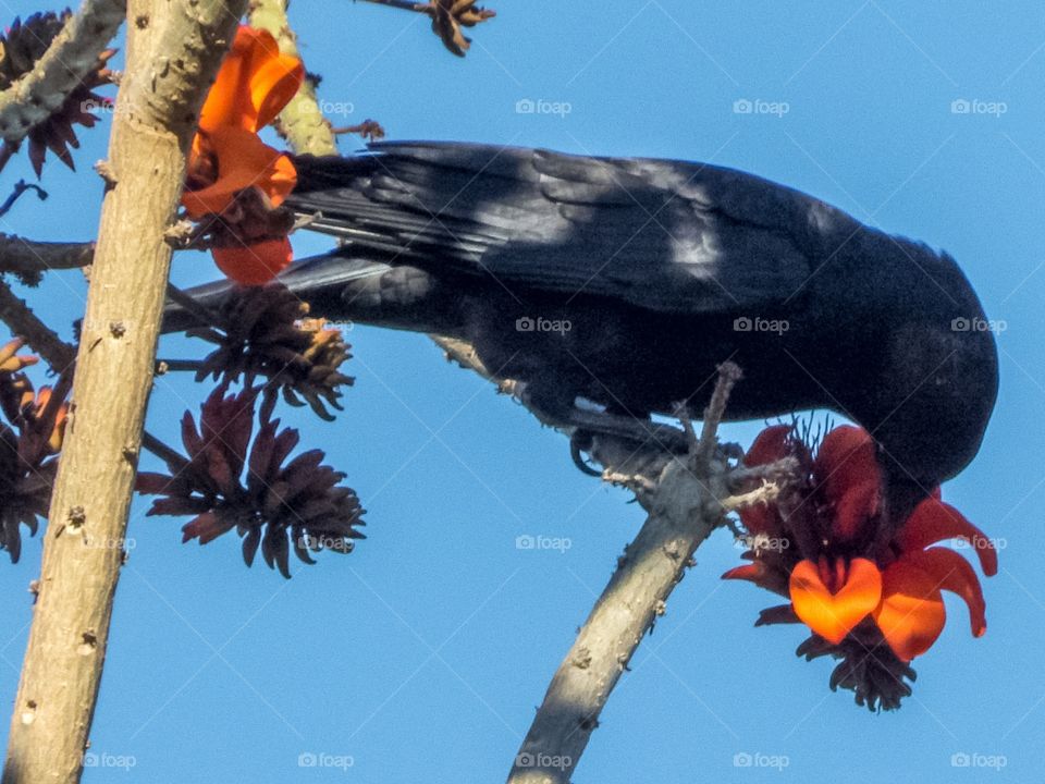 Crow pecking blossom 