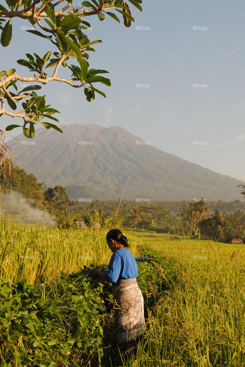 Working at the field
