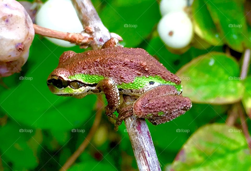 Tree frog 
