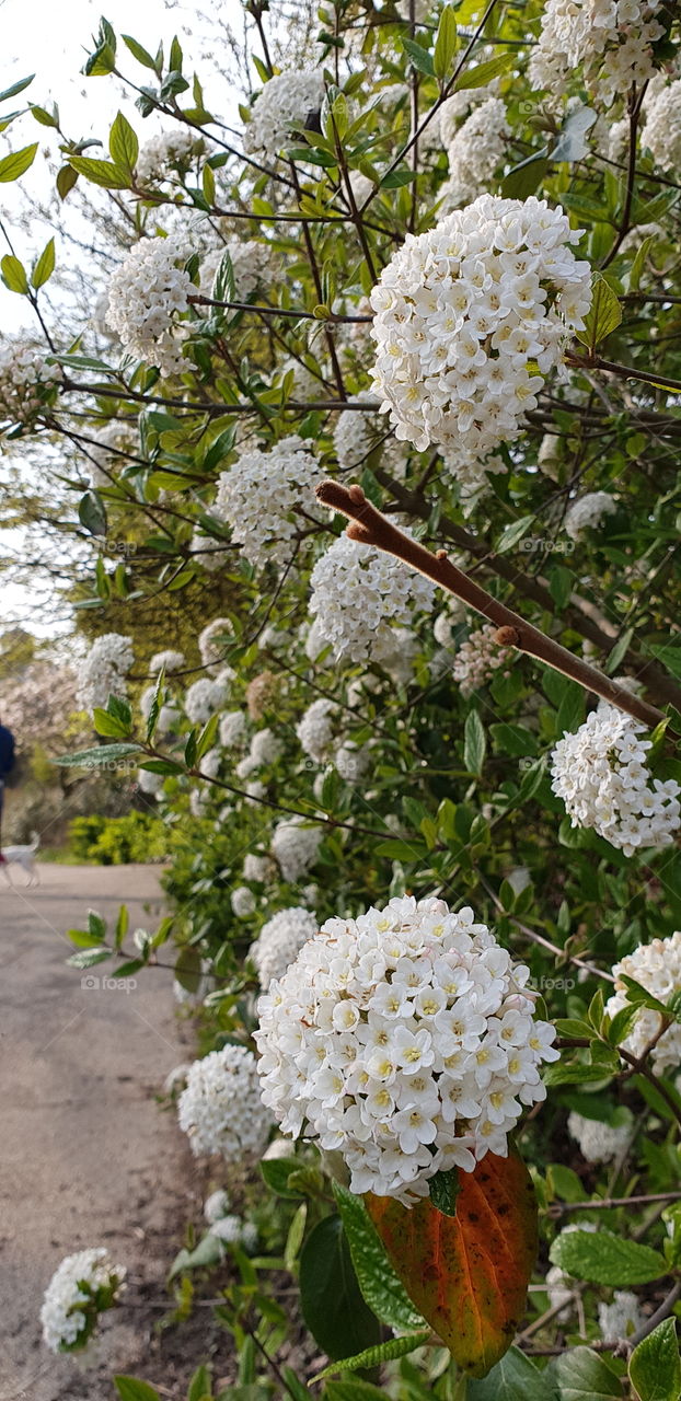 Beautiful flowers