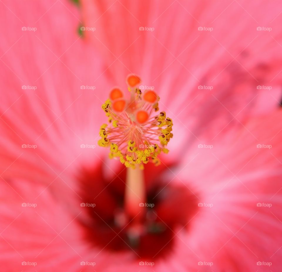 Hibiscus macro