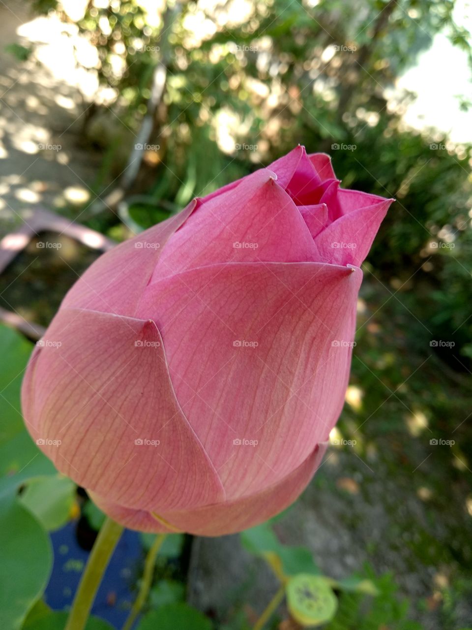 Lotus Blooming