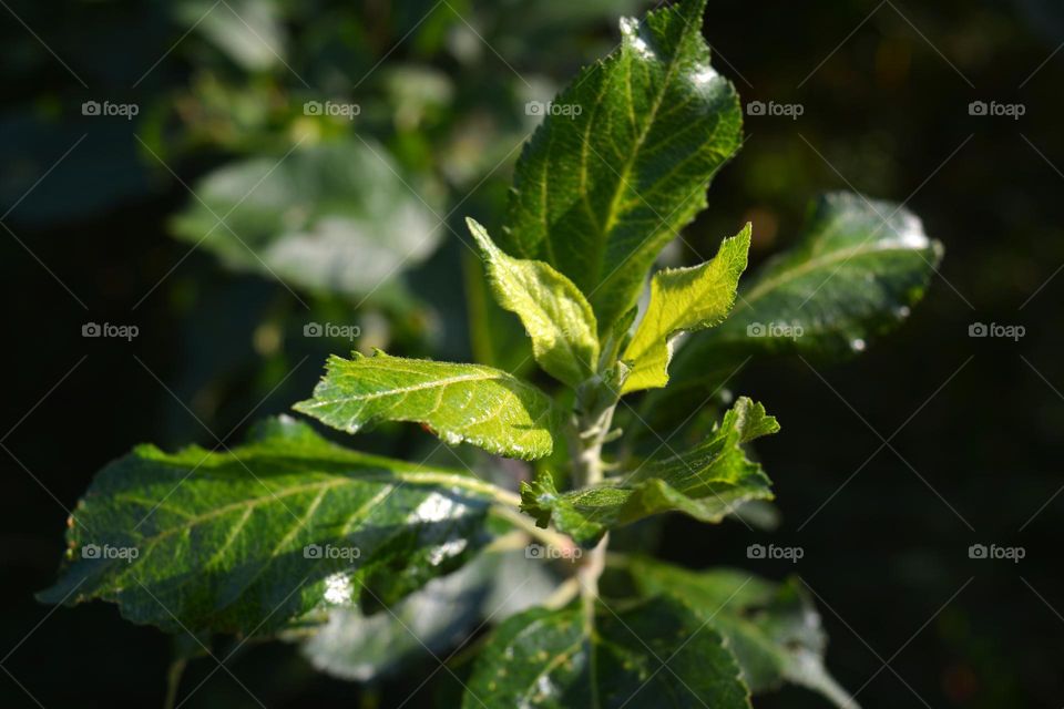 green leaves tree