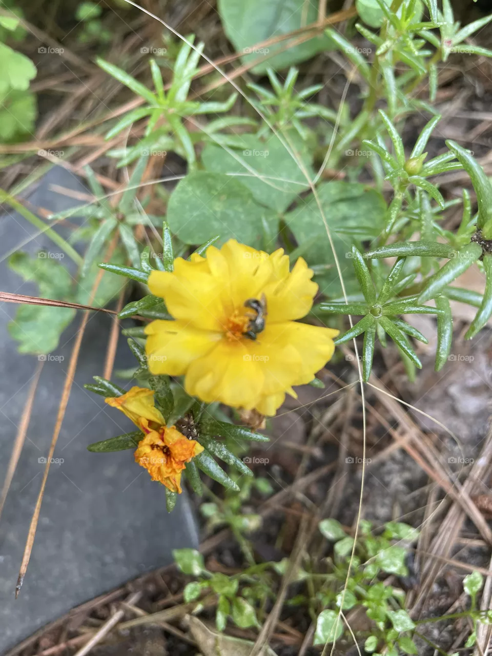 Busy Bee