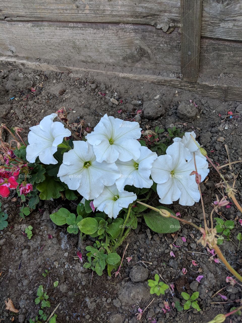 White Flower in a Garden