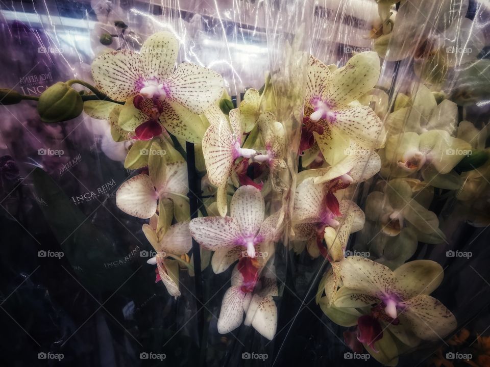 Plant green house Park colors greens